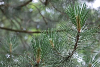Pinus nigra - borovice černá - větve (2)